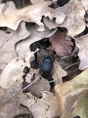 Geotrupes opacus