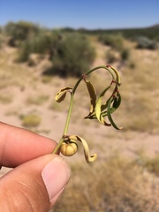 Phyllanthus warnockii