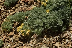 Tropaeolum polyphyllum