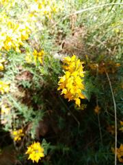 Genista tournefortii