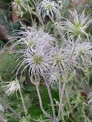 Clematis villosa