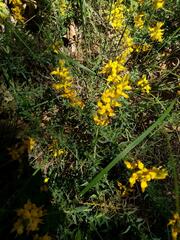 Genista tournefortii