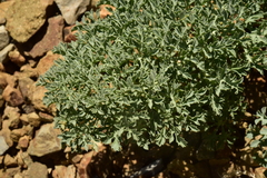 Tropaeolum polyphyllum