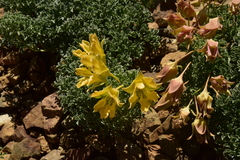 Tropaeolum polyphyllum