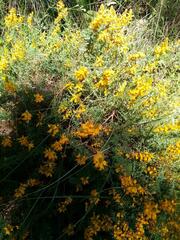Genista tournefortii