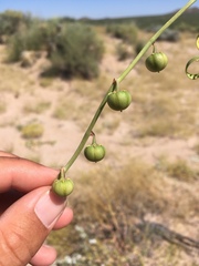 Phyllanthus warnockii
