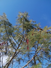 Leucaena esculenta