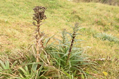 Eryngium horridum