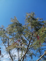 Leucaena esculenta