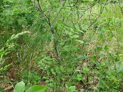 Poa trivialis