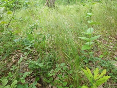 Poa trivialis