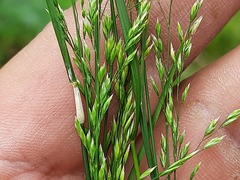 Poa trivialis