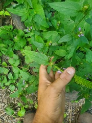 Prunella vulgaris vulgaris