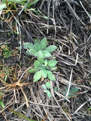 Plantago virginica
