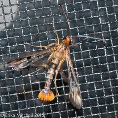 Synanthedon acerni