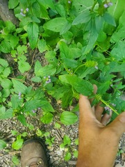 Prunella vulgaris vulgaris