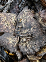 Cryptomarasmius corbariensis