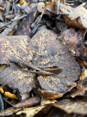 Cryptomarasmius corbariensis