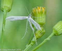 Hellinsia homodactylus
