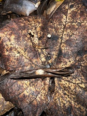 Cryptomarasmius corbariensis