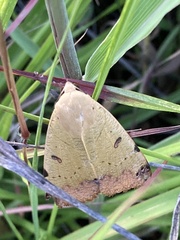Ophiusa