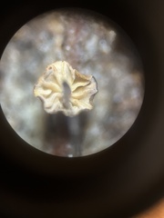 Cryptomarasmius corbariensis