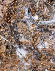 Tetramorium caespitum