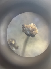 Cryptomarasmius corbariensis