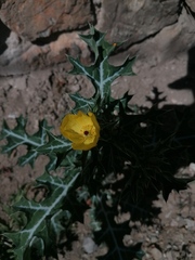 Argemone mexicana