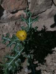 Argemone mexicana