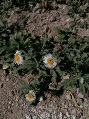 Erigeron longipes