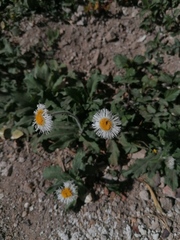 Erigeron longipes