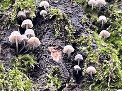 Mycena pseudocorticola