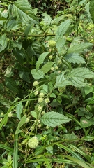 Hyptis capitata