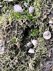 Mycena pseudocorticola