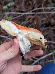 Russula