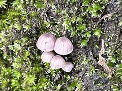 Mycena pseudocorticola