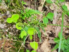 Carex leersii
