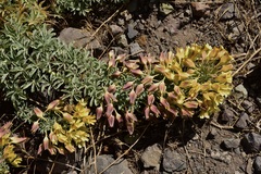 Tropaeolum polyphyllum