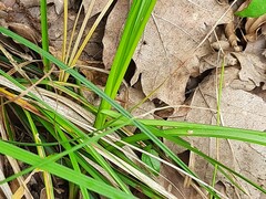 Carex leersii