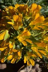 Tropaeolum polyphyllum
