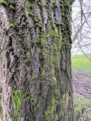 Mycena pseudocorticola
