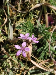Erodium cicutarium