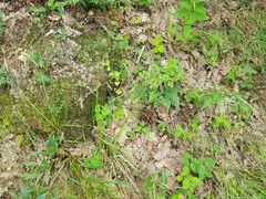 Carex leersii