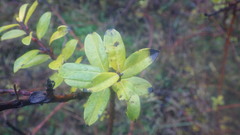 Salix repens