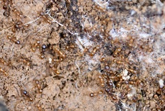 Tetramorium caespitum