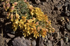Tropaeolum polyphyllum