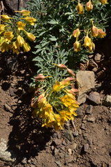 Tropaeolum polyphyllum