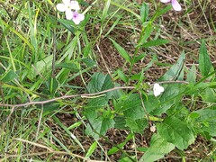Hesperis matronalis