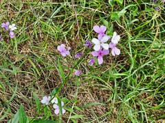 Hesperis matronalis